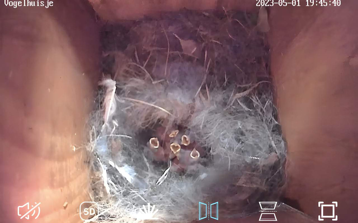 Bird Box Camera: What to Know Before You Buy