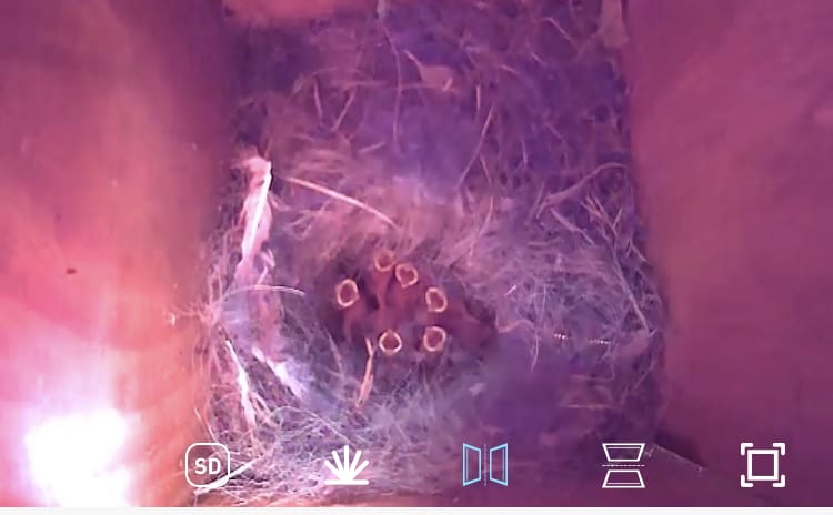 Hoe kijk je live mee met een vogelhuis camera?